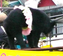 Bear in pink tutu.jpg