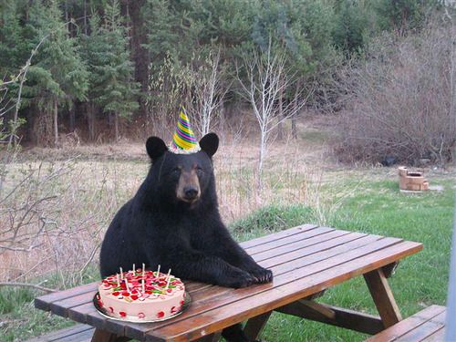 Happy B Day Papa Bear.jpg