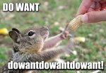 dowantsquirrel.jpg