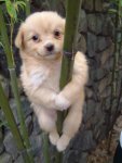 baby dog on a pole.jpg