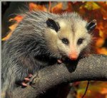 Possum on limb.jpg