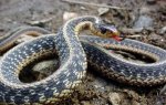 bml_easterngartersnake_2.jpg