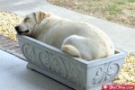 bear in a planter.jpg