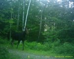 Moose - Camera 2.jpg