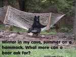 Bear%20In%20Hammock.jpg