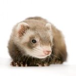 ferret.jpg