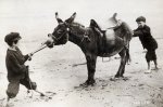 2-boys-and-donkey.jpg