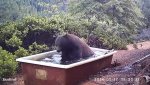 Papa Bear Jacuzzi.jpg