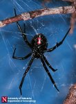 BlackWidowspider.jpg