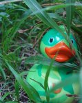 Camo Duck in Action.jpg