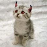 evilcatavatar.jpg